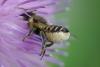 Megachile centuncularis
